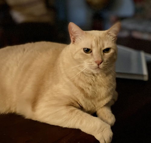 Cheeseball