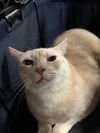 Cheeseball