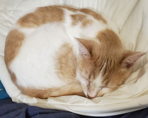 Angel, second of her name