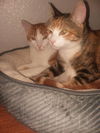 Tommy (bonded to Tabitha)