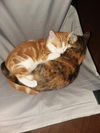 Tabitha (bonded to Tommy)