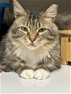 adoptable Cat in  named Bourbon