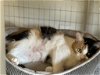 adoptable Cat in chandler, AZ named Ginger