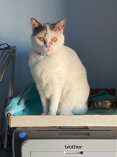 adoptable Cat in Chandler, AZ named Frannie