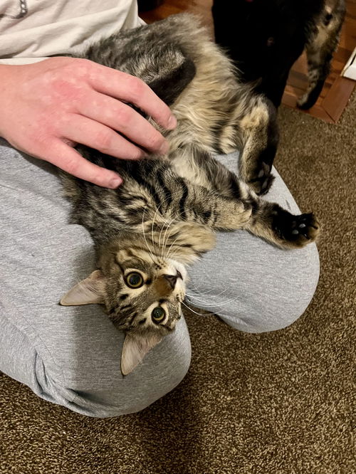 Cleo