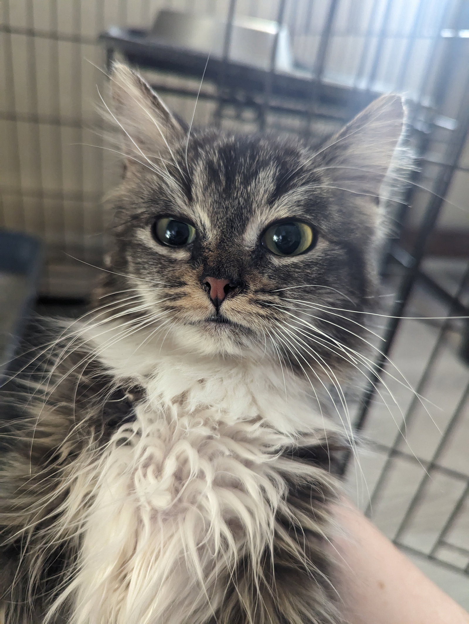 Cats for Adoption in Fountain Hills, Arizona Alpha Paw