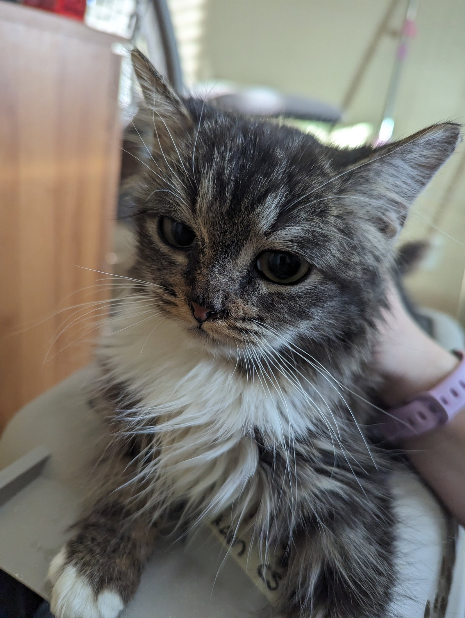 Cats for Adoption in Fountain Hills, Arizona Alpha Paw