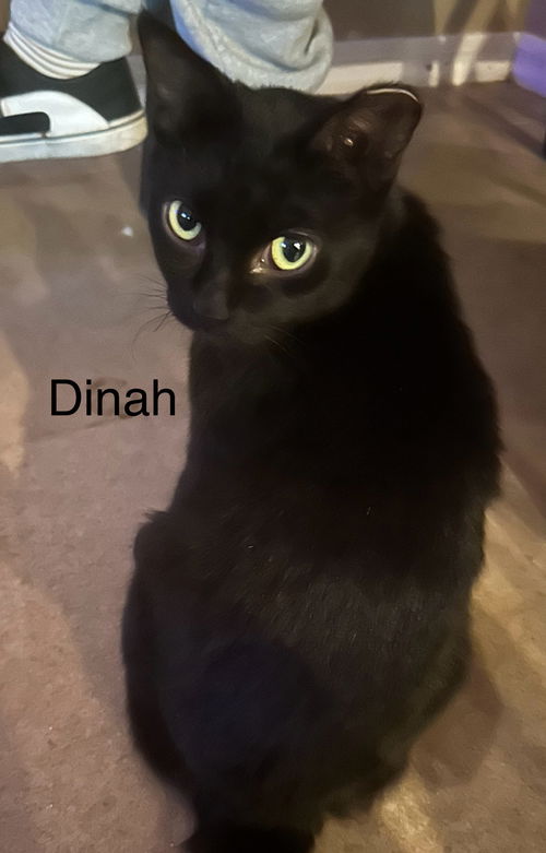 Dinah