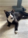 adoptable Cat in chandler, AZ named Sailor bonded to Calypso