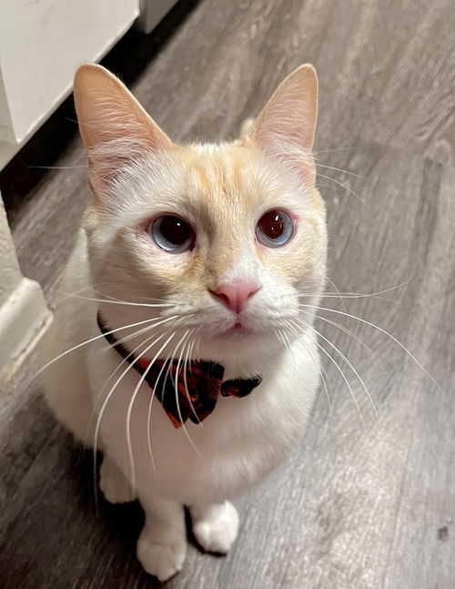 picture of the cat needing adoption