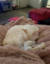 Bruin (bonded to Iris)
