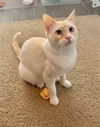 Bruin (bonded to Iris)