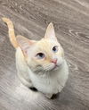 Bruin (bonded to Iris)