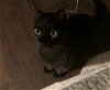 adoptable Cat in chandler, AZ named Tat Tat Puddy Cat