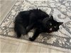 adoptable Cat in chandler, AZ named Henry