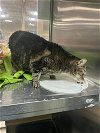 adoptable Cat in chandler, AZ named Tika