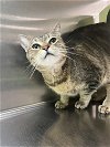 adoptable Cat in chandler, AZ named Beatrice