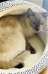 adoptable Cat in chandler, AZ named Mr. Peepers