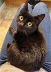 adoptable Cat in chandler, AZ named Mischief