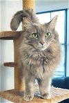 adoptable Cat in  named Gray
