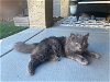 adoptable Cat in , AZ named Jade
