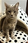 adoptable Cat in chandler, AZ named Kdogg