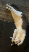 Chonk