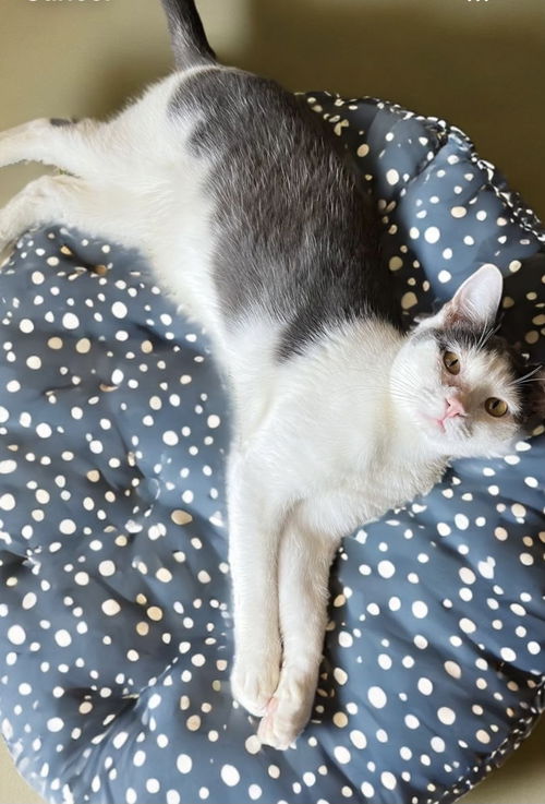 Chonk