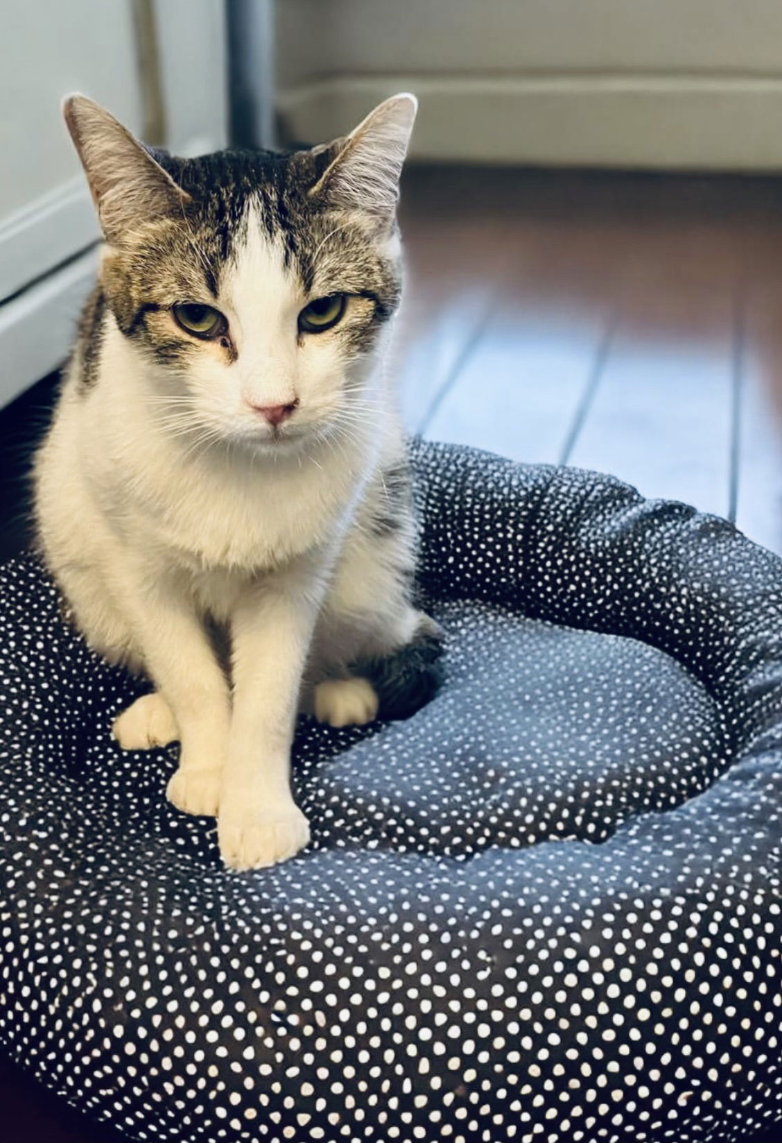 adoptable Cat in Chandler, AZ named Frodo