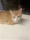 adoptable Cat in  named Creamsicle