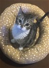 adoptable Cat in , AZ named Fudgsicle