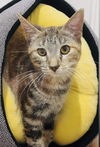 adoptable Cat in Chandler, AZ named Galaxy