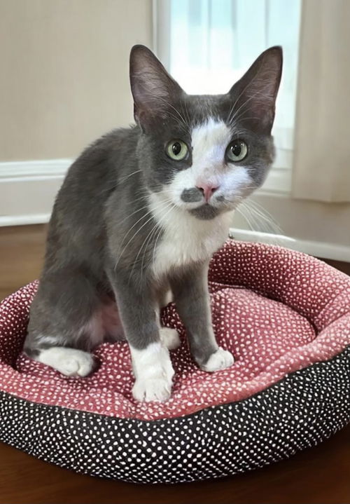 Clawdia