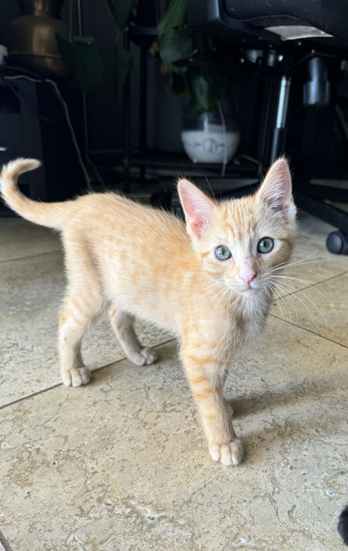 Chester