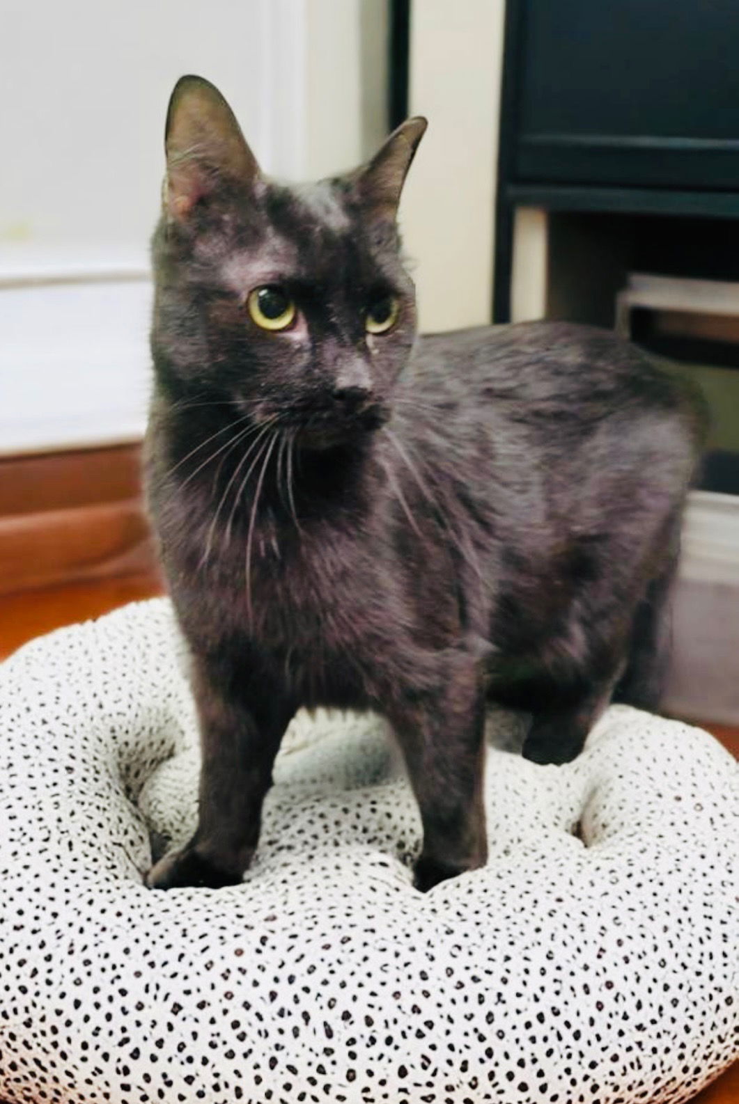 adoptable Cat in Chandler, AZ named Molly