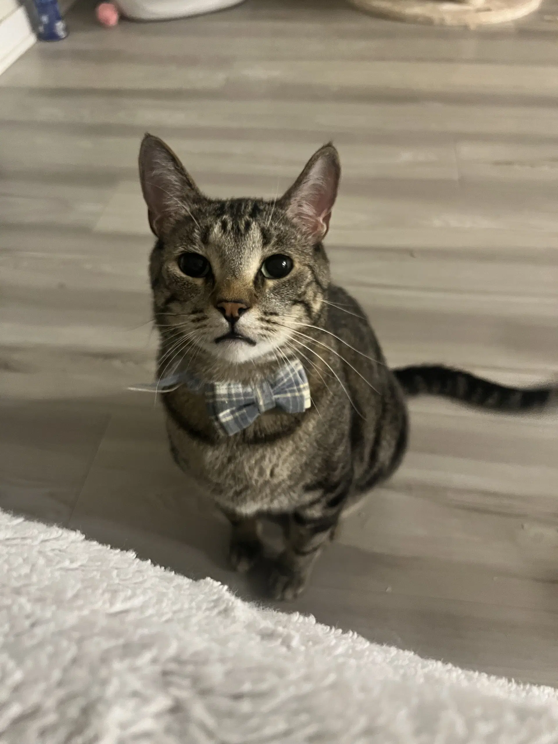 Pepper - Domestic Short Hair