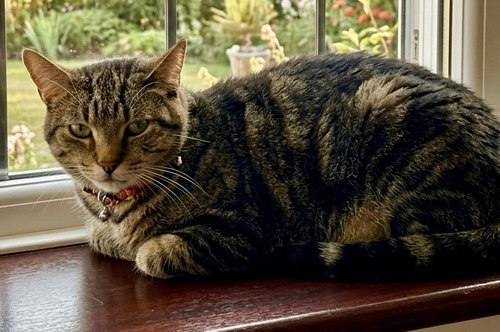 Pepper