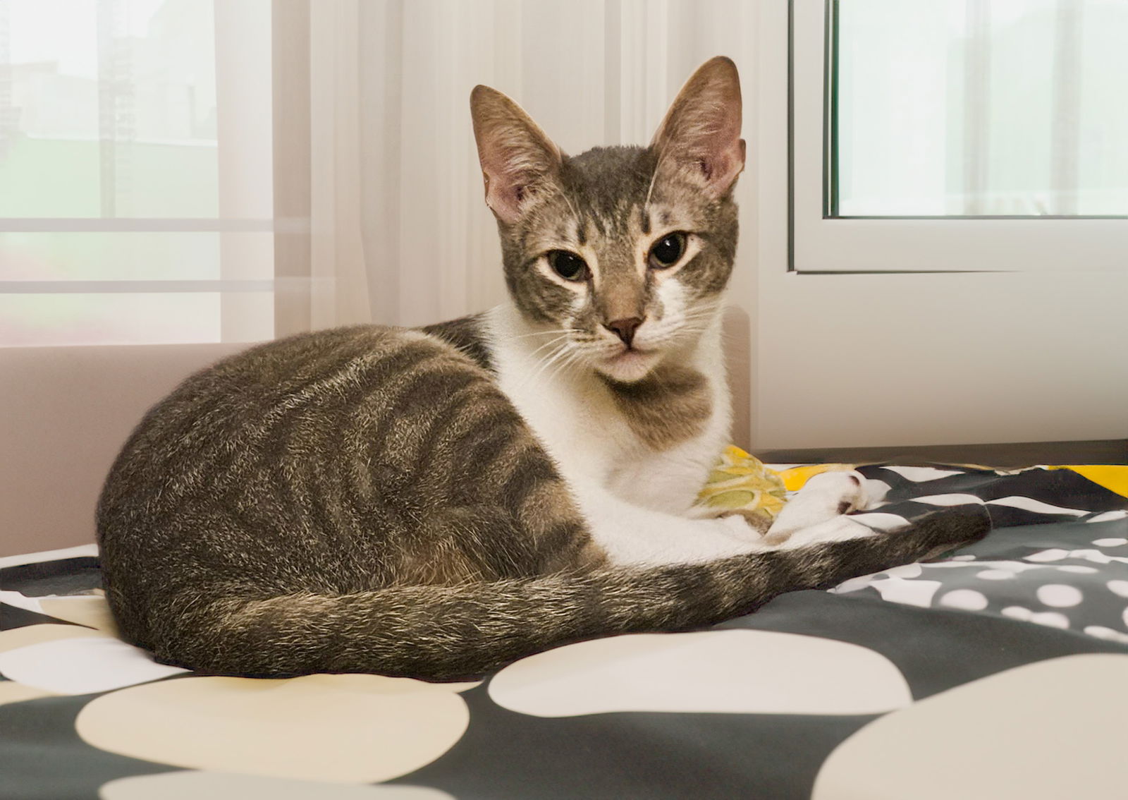 adoptable Cat in Chandler, AZ named Toulouse le Crow