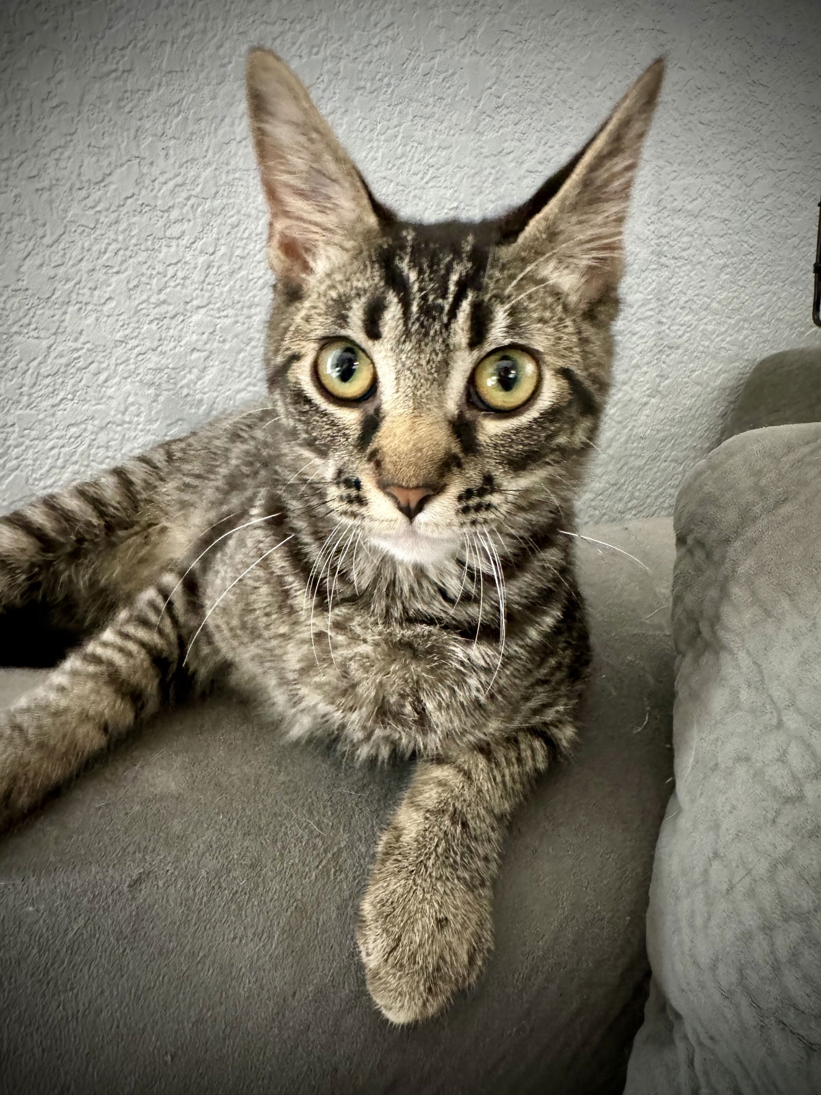 adoptable Cat in Chandler, AZ named Monkey