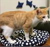 adoptable Cat in Chandler, AZ named Moe