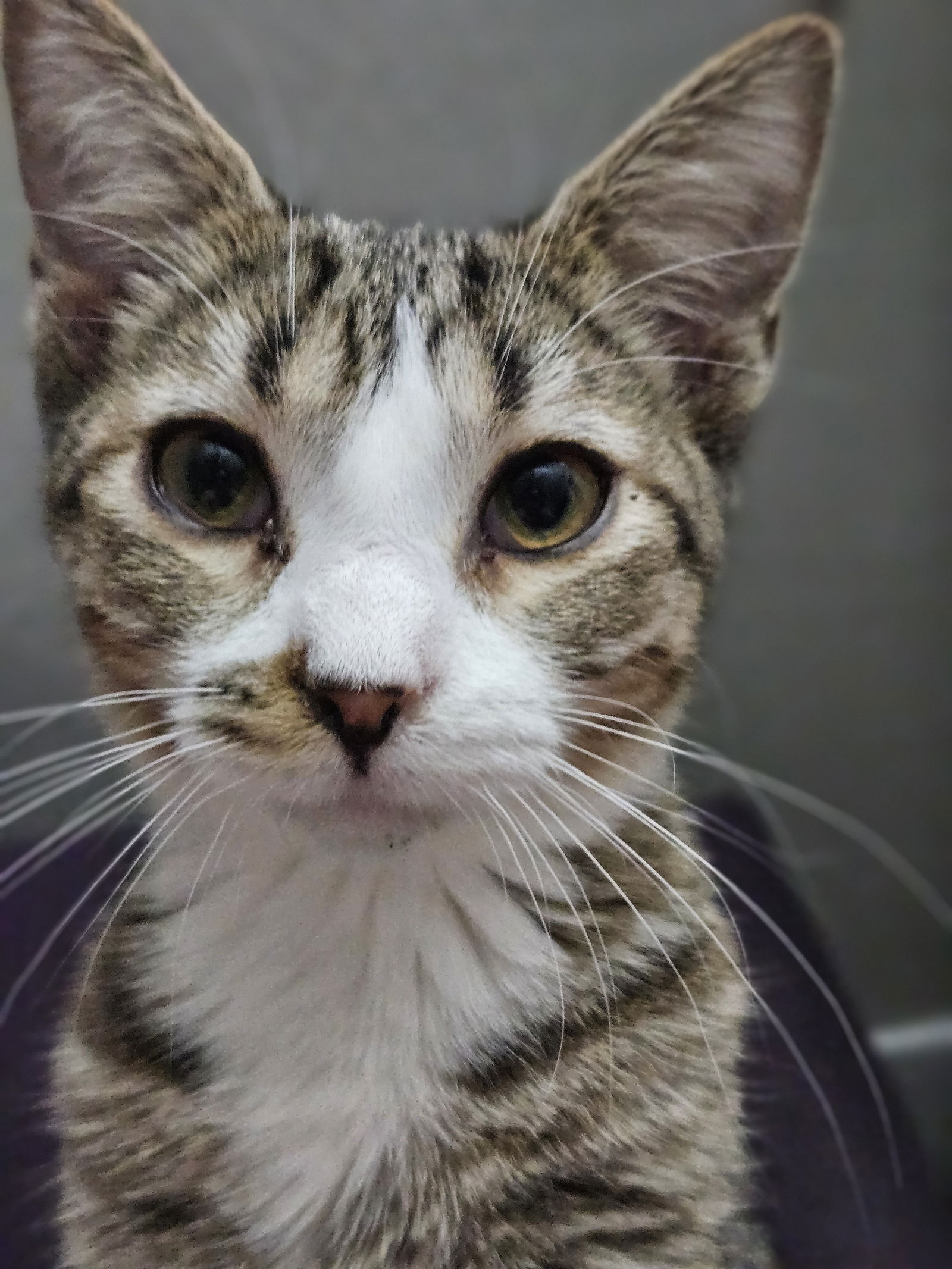 adoptable Cat in Tempe, AZ named Heidi