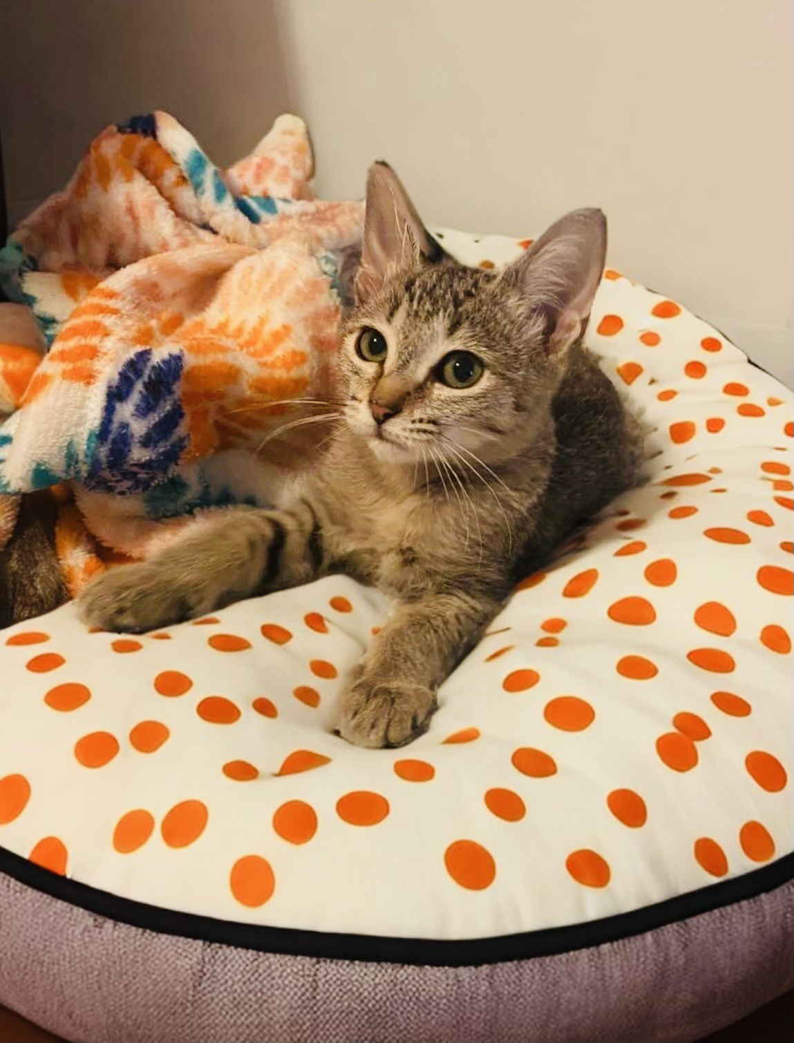 adoptable Cat in Chandler, AZ named Tiana