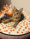 adoptable Cat in Chandler, AZ named Tiana