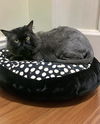 adoptable Cat in Chandler, AZ named Samson