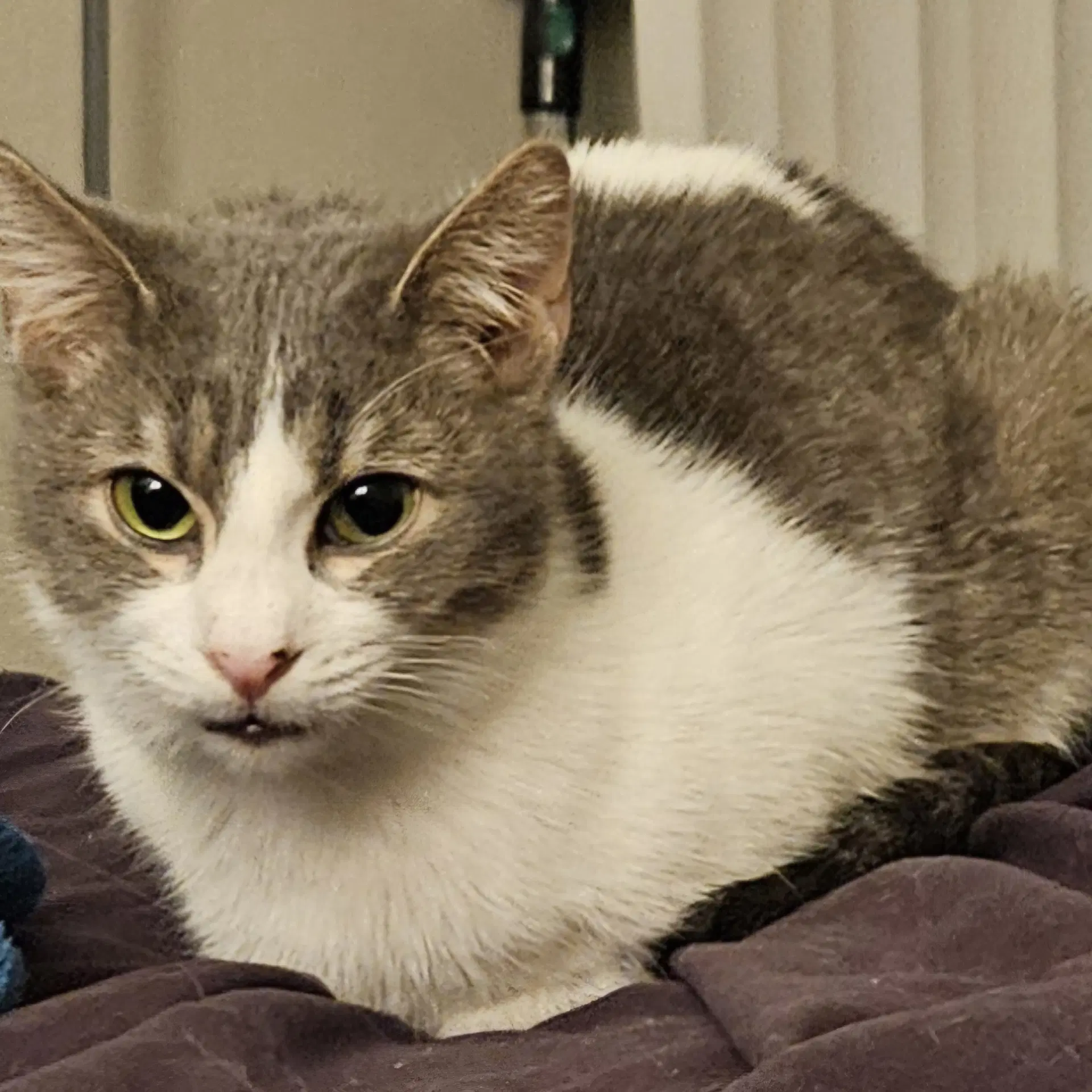 Tom Servo - Domestic Short Hair