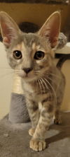 adoptable Cat in Chandler, AZ named Ellie Mae