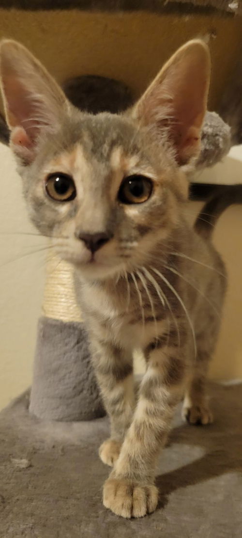 Ellie Mae