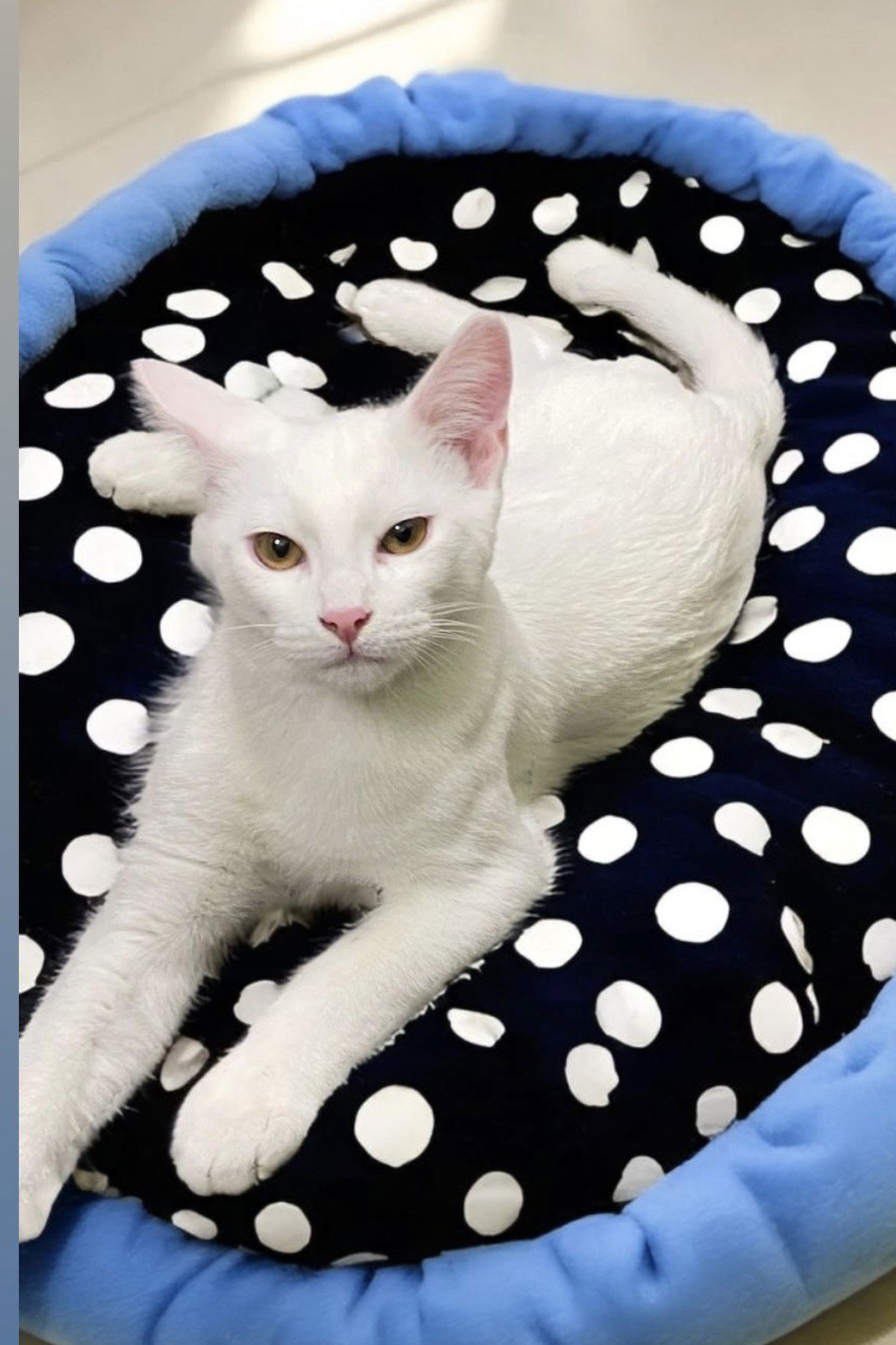 adoptable Cat in Chandler, AZ named Winter