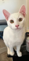 adoptable Cat in Chandler, AZ named Blizzard