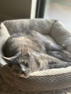 adoptable Cat in  named Bella (bonded to Ari)